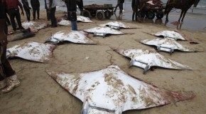 Mystery of the massacred mobula rays: Just why DID dozens of these bloodied sea creatures wash up on the beach in Gaza?