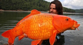 We’re going to need a bigger bowl! Monster goldfish up to a foot and a half long are found in Lake Tahoe after being dumped from aquariums