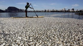 65 tonnes of DEAD FISH wash up at Rio de Janeiro Olympic rowing venue after oxygen levels plummet in torrential rain