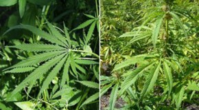 9 Weird Facts About Marijuana