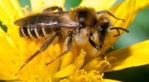 Bee Venom Kills HIV: Nanoparticles Carrying Toxin Shown To Destroy Human Immunodeficiency Virus