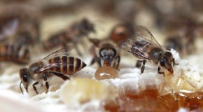 Beekeepers sue EPA over failing to stop harmful pesticides
