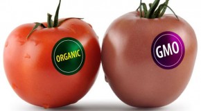 Brand new GMO food can rewire your body: more evil coming