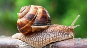 Feds Spending $880,000 to Study Benefits of Snail Sex