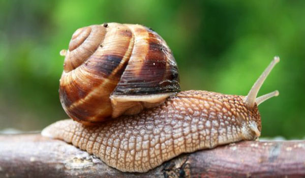 Feds Spending $880,000 to Study Benefits of Snail Sex