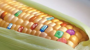 GMO Corn Found in Humans Creates a “Living Pesticide Factory”