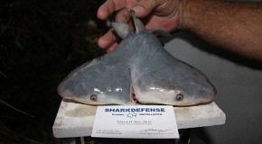 Just when you thought it was safe to get in the water… Jaws Two! Fisherman discovers first ever two-headed bull shark