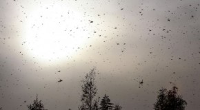 Locust alert in Middle East as plague descends on Egypt and creates panic in Israel