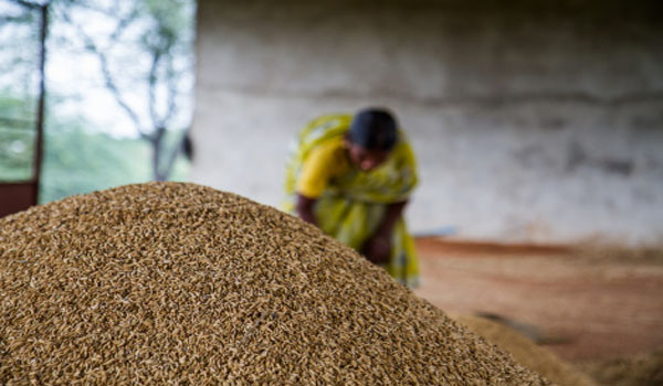 Miracle grow Indian farmers smash crop yield records without GMOs