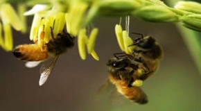 Plight of the American bumblebee: Disappearing?