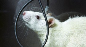 Scientists link two rats’ brains, a continent apart