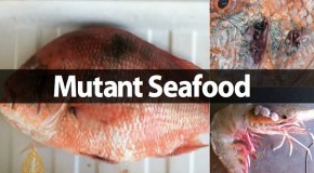 The ‘Horribly Mutated’ Seafood in The Gulf of Mexico