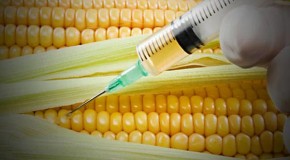 Biotech lies exposed: Genetically-modified corn contains practically no nutrients but is loaded with chemical poisons