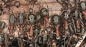 Can Ants Predict When an Earthquake Will Strike?
