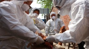 China Premier Asks to Stay on High Alert on H7N9 Bird Flu