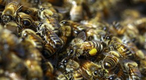 Global Disappearance of Bees