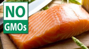 Oregon set to ban GM salmon and mandate GMO labeling