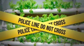 Police stake out hydroponics shops, harass customers who grow their own food