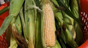 STUDY REVEALS GMO CORN TO BE HIGHLY TOXIC