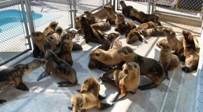 Video: CBS Los Angeles: “Dead sea lions everywhere” — Rescuer: I’ve never seen anything like this… we never would have imagined the numbers — Expert: No oceanographic explanation for what we’re seeing