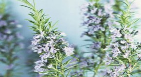 Why a whiff of rosemary DOES help you remember: Sniffing the herb can increase memory by 75%
