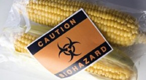 800 Scientists Demand Global GMO “Experiment” End