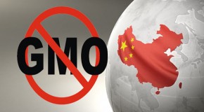 Breaking News: China Destroys 3 US Shipments of GM Corn