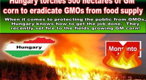 Hungary torches 500 hectares of GM corn to eradicate GMOs from food supply