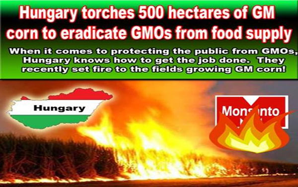 Hungary torches 500 hectares of GM corn to eradicate GMOs from food supply