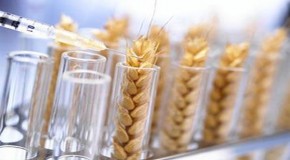Modern Wheat Is The ‘Perfect Chronic Poison’ Says Expert
