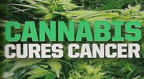 There Is No Mistaking The Evidence, Cannabis Cures Cancer