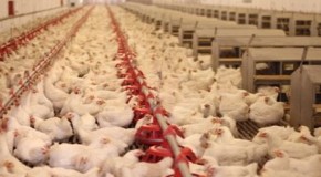 Toxic Arsenic Found in 90% of Chicken Meat