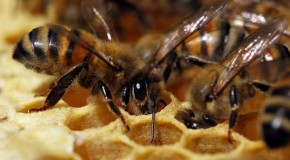 ‘Beemageddon’ Threatens US with Food Disaster
