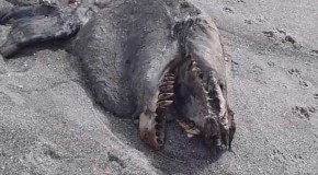 ‘Sea monster’ mystery spawned after bizarre-looking carcass washes ashore in New Zealand
