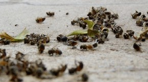 50,000 dead Oregon Bees to be Honored in Memorial Service