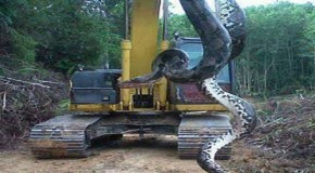 700-Pound Snake — Giant Snake Found In North Carolina, Facts And Photos