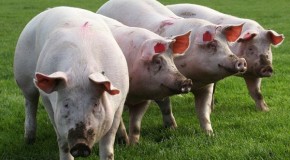 Alarming new study of Monsanto feed on pigs
