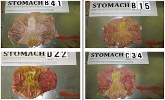 GMO feed turns pig stomachs to mush! Shocking photos reveal severe damage caused by GM soy and corn