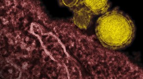 MERS Virus: Mysterious New Respiratory Virus Spreads Easily, Appears Deadlier Than SARS