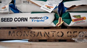 Monsanto sued by Kansas farmer over GMO wheat discovery that’s hurt US exports