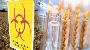 South Korea joins Japanese ban on U.S. wheat imports after shocking GMO contamination announcement by USDA