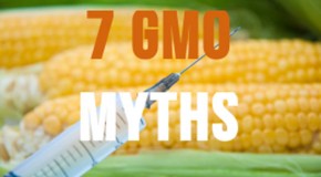 Top 7 Myths About GMO Foods & Monsanto