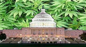 U.S.: House Passes Amendment Protecting State Rights To Grow Hemp For Research
