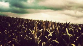Italy Moves To Ban Monsanto GMO Corn