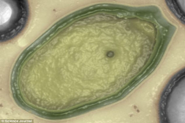 Never-before-seen GIANT virus found that's so unusual it may have come from Mars