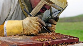 Scientists Discover What’s Killing The Bees And It’s Worse Than You Thought