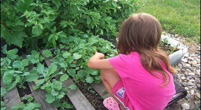 4 Year Old Girl’s Vegetable Garden Must Go, Says USDA