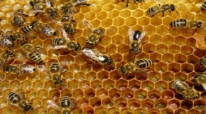 American Scientists Confirm: Pesticides Are Killing Honey Bees