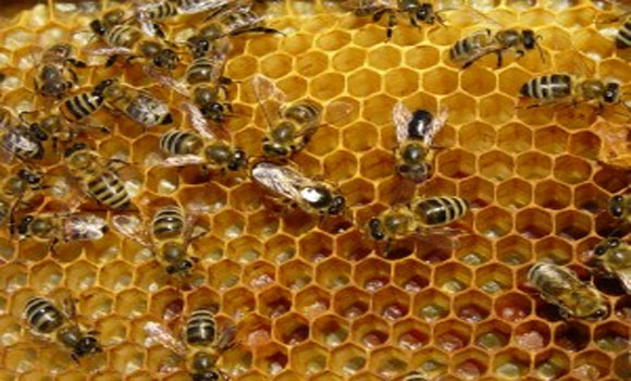 American Scientists Confirm Pesticides Are Killing Honey Bees