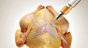 How Drugs Pumped into Supermarket Chickens Pose a Terrifying Threat to our Health